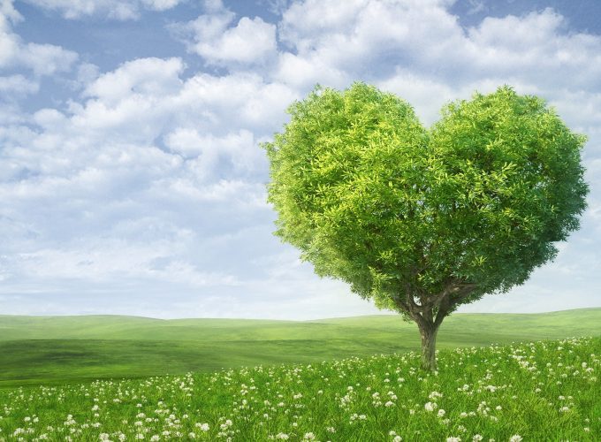 Stock Images love image, heart, tree, 5k, Stock Images 506055165